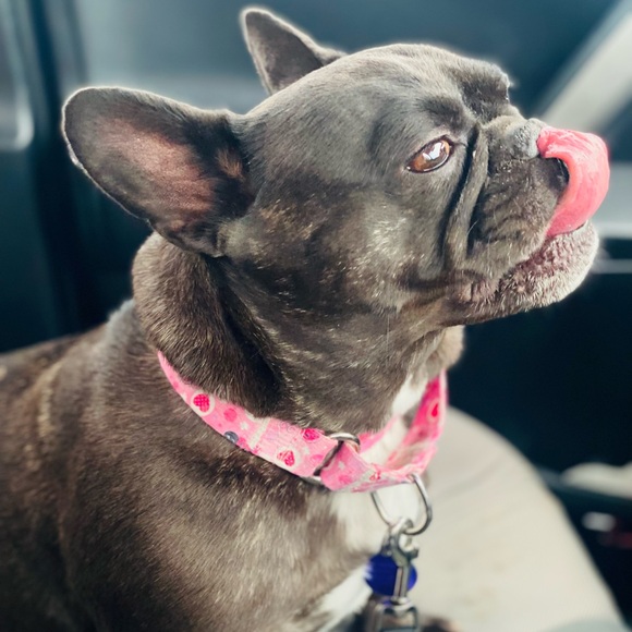 🐾Meet Ella! 🐾 - Picture 3 of 14